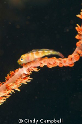 Goby on red coral branch, taken off the South shore of Ma... by Cindy Campbell 